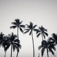Black And White Palm Tree Pictures Palmtreeeeeee Ver Black Art Print By Noirblanc777 Society6 Photography Prints Art Black And White Wall Art Palm Tree Wall Art