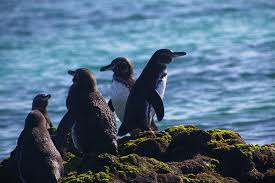 When is the best time to see galapagos penguins? The Galapagos Penguin Facts Behaviour Where To See Them More