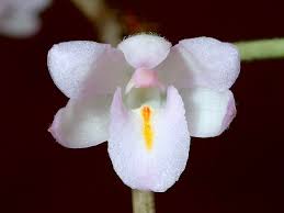 Image result for Gerardiina angolensis