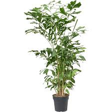 Image result for Caryota