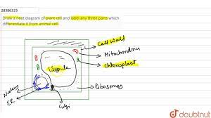 Label both a plant and animal cell on a poster layout. Draw A Neat Diagram Of Plant Cell And Label Any Three Parts Which Differentiate It From Animal Cell