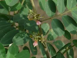Image result for Indigofera subulifera