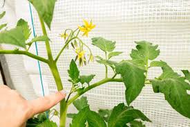 In Diesem Artikel Zeige Ich Dir Drei Pflegearbeiten Mit Denen Du Deinen Tomaten Zur Hochstform Verhilfst Da Paprika Pflanzen Tomaten Pflanzen Tomatenpflanzen