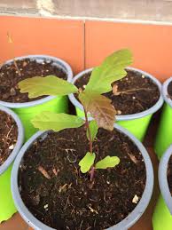 Image result for oak sapling