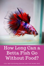 How Long Can A Betta Fish Go Without Food In 2020 Betta Fish Betta Fish Care Fish