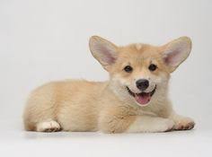 In addition, there are two these corgi puppies were historically used as herding dogs mostly for cattle. Nancy Jacoby Nancyjacoby52 Profile Pinterest