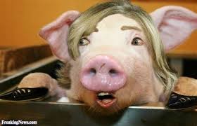 This Old Girl Looks Scared Must Be Ivanka Kusher S Wifepig Funny Pig Pictures Pig Pig Pictures