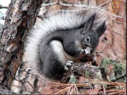Dkos Tour Series Bandelier National Monument New Mexico Squirrel Squirrel Pictures Baby Squirrel
