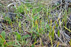Image result for Elaphoglossum lancifolium