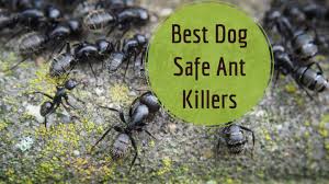 Many ant killers can also be harmful and toxic to your pets. My Dog Ate An Ant Trap What Do I Do Dogwalls