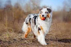 Australian Shepherd Dog Breed Information