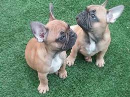 Shipped worldwide with 10 year health guarantee. Red Fawn French Bulldog Puppies For Sale Uk Pets Lovers