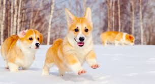 Wellness natural grain free puppy training treats. Red Corgi Your Complete Guide To This Fiery Shade