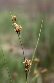 Image result for Bulbostylis macra