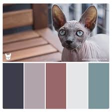 Sphinx Cool Modern Color Palette For Pet Brand Inspiration Cat Colors Color Palette Modern Bedroom Colors