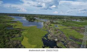 Image result for Habenaria debeerstiana