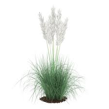 Ornamental Grass Ornamental Grasses Grass Plants