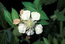 Image result for Rubus rosifolius