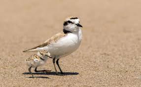 Birds Of Western New York State We Finally Know How Bright Lights Affect Birds Flying At Night A New Study Based At New York City S 9 11 Tribute Shows That Artificia Pet Birds Plover Birds