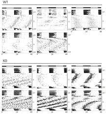 Check spelling or type a new query. A Clock In Mouse Cones Contributes To The Retinal Oscillator Network And To Synchronization Of The Circadian System Biorxiv