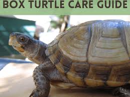 How To Properly House And Care For Pet Box Turtles Pethelpful