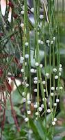 Image result for Rhipsalis baccifera