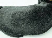Image result for what do Cheyletiella look like in dog fur