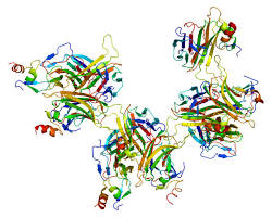 Image of BCMA protein