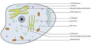 A difference between plant cells and animal cells is that most animal cells are round whereas most plant cells are rectangular.plant cells have a rigid cell wall that surrounds the cell it is involved in cell processes,like secretion, plasma membrane repair, cell signaling, and energy metabolism. Difference Between Plant Cell And Animal Cell With Comparison Chart And Similarities Bio Differences
