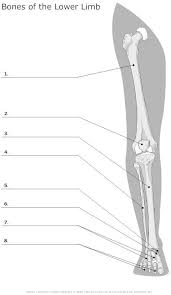 The foot bones shown in this diagram are the talus, navicular, cuneiform, cuboid, metatarsals and calcaneus. Lower Limb Bones Diagram Quizlet