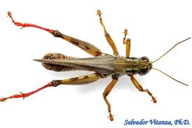 This means that nymphs look very much like adults, except that the nymphs do not have fully developed wings. Orthoptera Acrididae Melanoplus Femurrubrum Red Legged Grasshopper Male A Urban Programs El Paso County