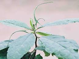 Image result for Dorstenia psilurus