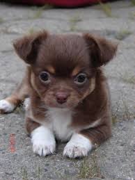 Black And Tan Long Haired Chihuahua Puppy Chihuahua Puppy Welpe Brown Tan Longhaire Chihuahua Puppy Welpe Brown Tan Longhaired Chihuahua Puppies Cute Dogs Puppies