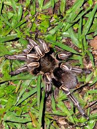 Image result for Strephonema