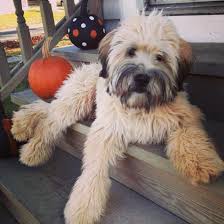 ani s bakery my wheaten and my cupcakes wheaten terrier puppy pitbull terrier beautiful dogs