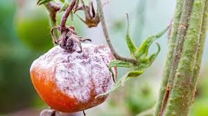 Image result for tomato seedling botrytis