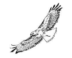 Big Bird With White Head And Black Body Pin On Tattoos