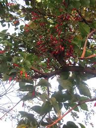 Image result for Halleria lucida