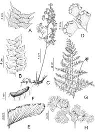 Image result for Adiantum poiretii