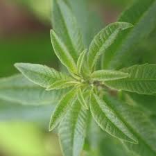 Complex article about the story behind smells like teen spirit, gear, amp settings and used guitar techniques. Fragrance Ingredient Of The Week Lemon Verbena The Perfume Society