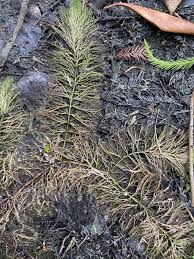 Image result for Ceratophyllum muricatum