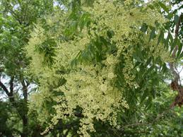 Image result for Sapindus saponaria