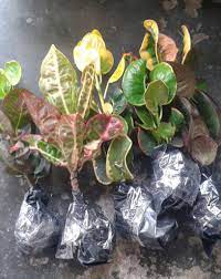 Tanaman hias ada berbagai jenis selain membuat segar dan memperindah pekarangan tetapi ada juga tanaman hias yang. Penanganan Paket Tanaman Online Yang Baru Sampai Gudang Bibitku