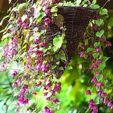 Red, lavender, purple, pink, white; 23 Outstanding Plants For Hanging Baskets Container Water Gardens