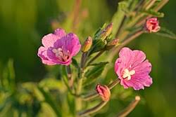 Image result for Epilobium