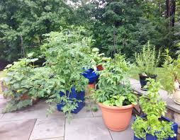 We did not find results for: How To Plant A Patio Vegetable Garden Healthygffamily Com