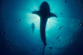 Find & download free graphic resources for whale silhouette. Silhouette Of Shark Underwater Whale Model Hd Wallpaper Wallpaper Flare