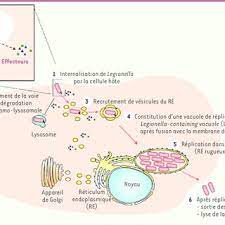 Le traitement des cancers du système respiratoire dépend du type de cancer. Organigramme Decisionnel Du Traitement De La Legionellose Download Scientific Diagram