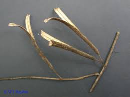 Image result for Corchorus schimperi