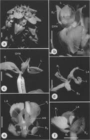 Image result for Corycium dracomontanum